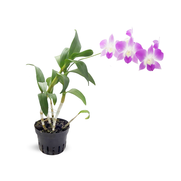 Dendrobium orchid purple with white center