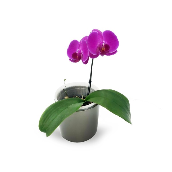 Orchidee Papillon Violette