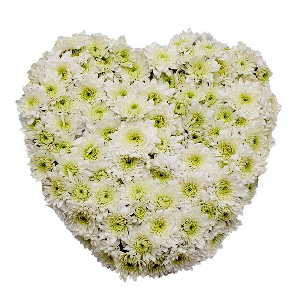 Coeur Chrysantheme Blanc