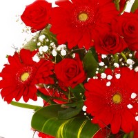 Duo d'amour gros bouquet gerberas